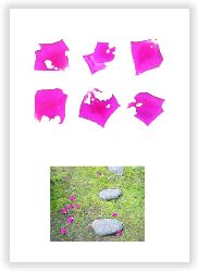 scattering rose petals